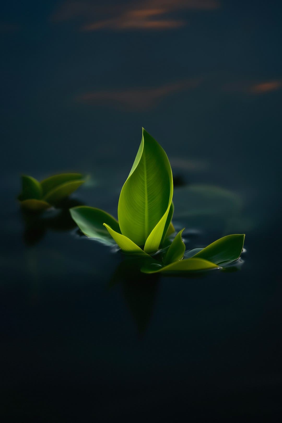 59负重轮是什么梗